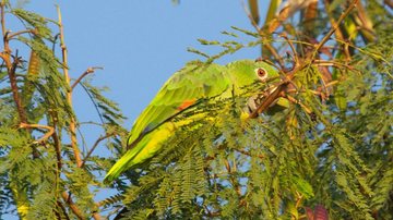 Papagaio-moleiro está entre as espécies avistadas no Porto de São Sebastião - Divulgação/Semil