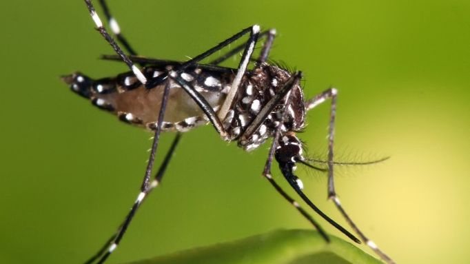 Ubatuba decretou situação de emergência por causa do aumento nos casos de dengue, no último dia 6 - Reprodução/Fiocruz