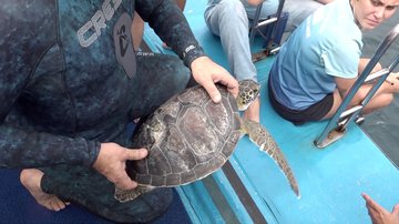 Uma das tartarugas estava em observação desde outubro de 2022, no Aquário de Santos - Divulgação/Prefeitura de Santos