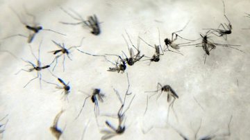 Primeira morte por dengue, em São Sebastião, é de um homem - Reprodução/Agência Brasil