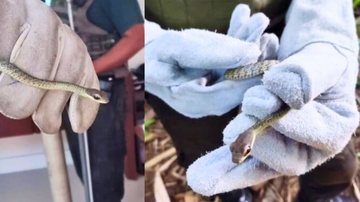 Cobrinha foi solta em área de mata no morro do Icanhema - Reprodução/Instagram GCM Ambiental