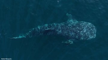 Tubarão-baleia nas águas de Boiçucanga, em São Sebastião - Rafael Mesquita