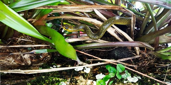 Mais conhecida como cobra D’água, a belíssima serpente não peçonhenta visitou quintal de morador no litoral de São Paulo Aparição de serpente em Peruíbe - Rafael Contrera Calveche