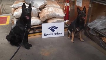 Durante a inspeção foram utilizados os cães de faro Uruk, Dark e Eyka, Cães da Receita Federal localizam mais de uma tonelada de cocaína no Porto de Santos Cães sentados em frente à carga apreendida - Divulgação Receita Federal