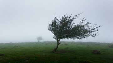 Rajadas de vento devem ficar entre os 50 e 88 km/h Defesa Civil alerta para ventos de até 88 km/h no litoral de SP Árvore envergando com vento em campo com neblina - Unsplash