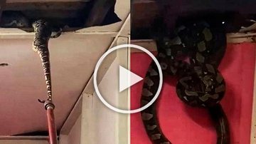 Vídeo de tirar o fôlego viralizou na web nesta segunda-feira (13) Piton Gigante - Reprodução