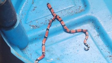 Cobras estão assustando os moradores do Santa Maria Cobra Coral Cobra morta dentro de recipiente - Viver no Morro e Região