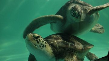 As tartarugas marinhas fazem sucesso no Aquário de Santos Aquário de Santos completa 78 anos com festa e até bolo de aniversário Tartarugas marinhas do Aquário de Santos - Prefeitura de Santos