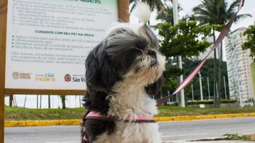 Para um passeio sem incidentes, o animal não deve ficar sem supervisão do tutor e, após ir à praia, precisa tomar banho - Reprodução/Prefeitura de São Vicente