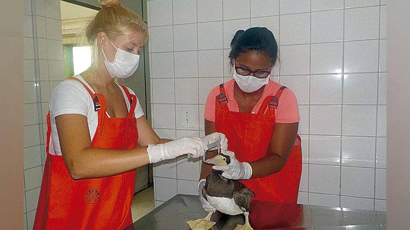 Animais marinhos ganham base de estabilização