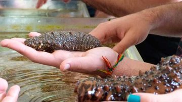Visitantes recebem informações sobre os organismos e sobre os ecossistemas em que vivem e podem tocar em alguns deles  Mãos tocando organismo vivo em tanque do Cebimar - Mayumi