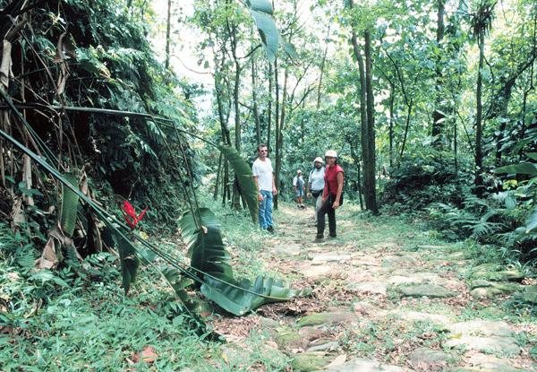 Aproveite Passeios Gratuitos Por Trilhas No Parque Da Serra Do Mar