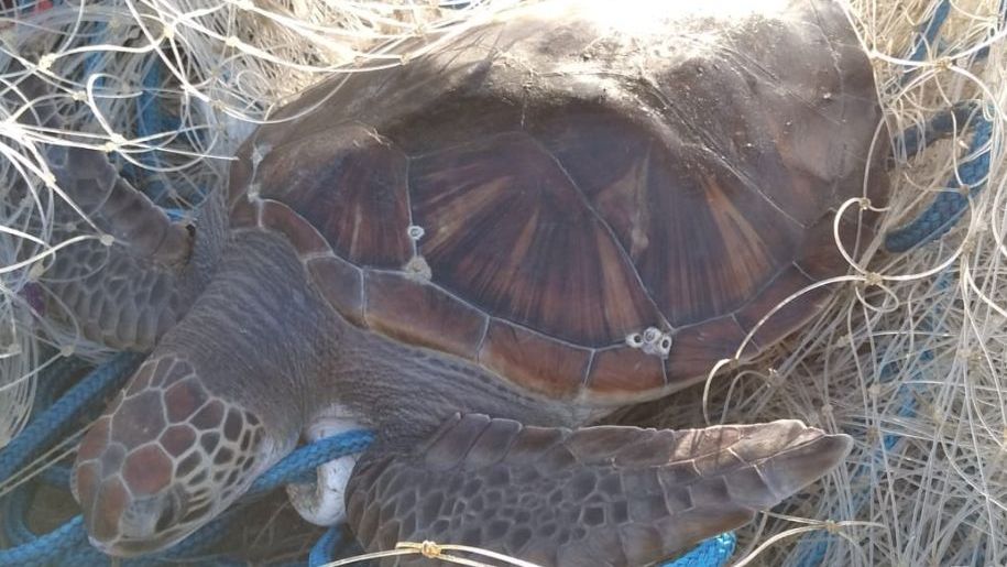 tartaruga-verde resgatada em operação