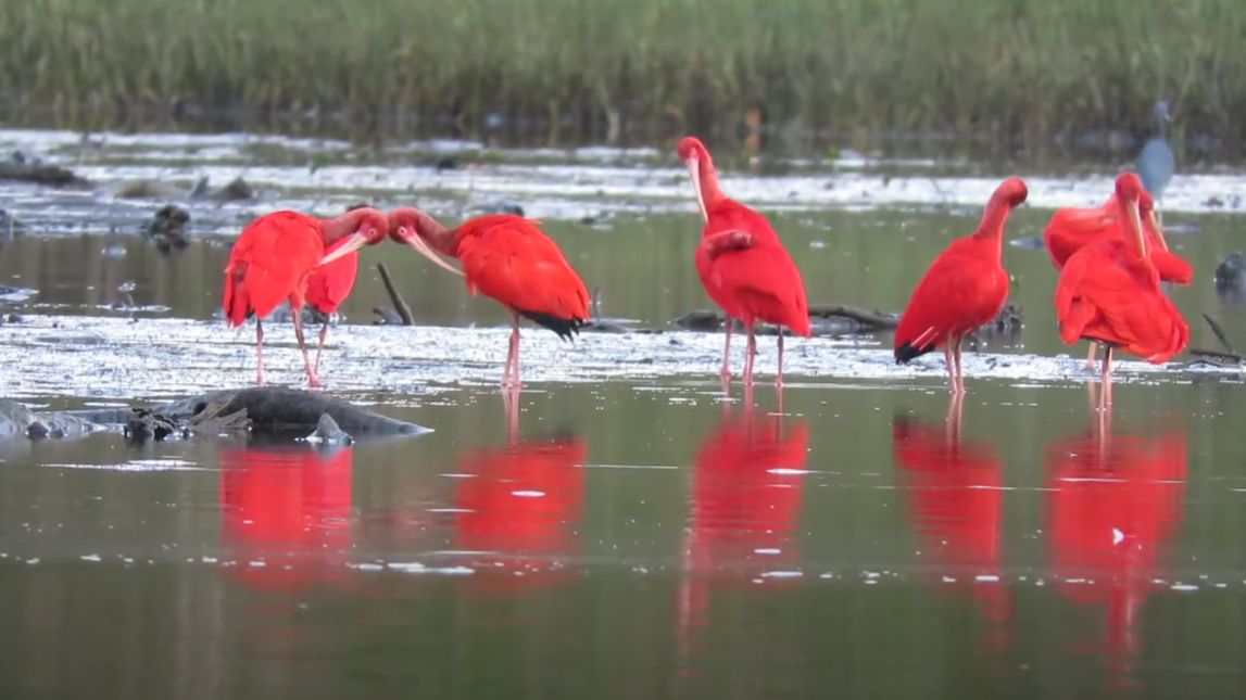 Foto retangular colorida. Cinco pássaros vermelhos, de pescoço e pernas alongadas, estão em uma área rasa de rio. A cor da água reflete o verde do redor. Ao fundo, folhagens.