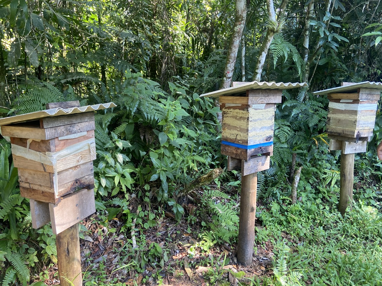 Caixas servem de moradia para abelhas e são reproduções de colmeias