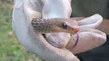 A cobra-cipó não é uma espécie peçonhenta - Divulgação/Prefeitura de Guarujá