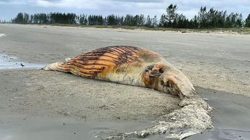 Baleia-jubarte em decomposição em praia de Ilha Comprida - Reprodução/@katiaroveda