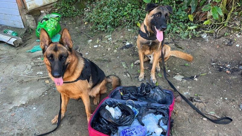 Cães Loki e Ágata,  do Canil da GCM de São Vicente - Divulgação/Prefeitura de São Vicente