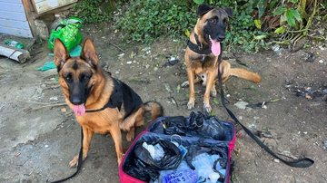 Cães Loki e Ágata,  do Canil da GCM de São Vicente - Divulgação/Prefeitura de São Vicente