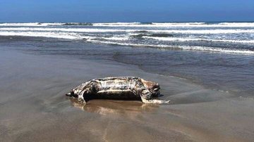Tartaruga foi encontrada nas areias do Balneário Flórida em Praia Grande - Reprodução/Praia Grande Mil Grau