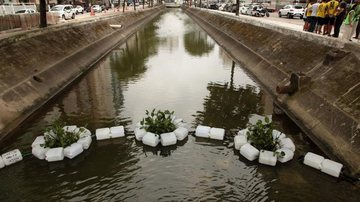 Os aguapés são adaptados à água salobra e filtram o líquido do canal por um processo biológico - Francisco Arrais/Prefeitura de Santos