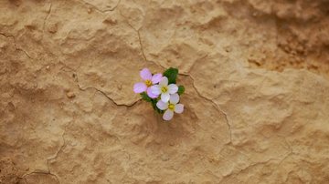 Flor crescendo do deserto - Pexels