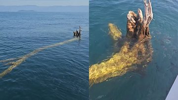 Tronco tronco de madeira foi avistado a aproximadamente 2 a 3 milhas da costa - Reprodução Rafael Mesquita