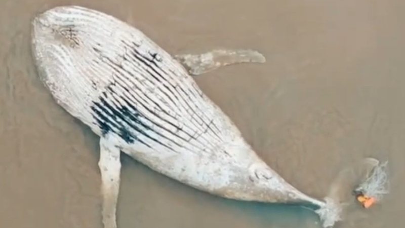 Animal foi encontrado na praia do Perequê - Reprodução TV Cultura