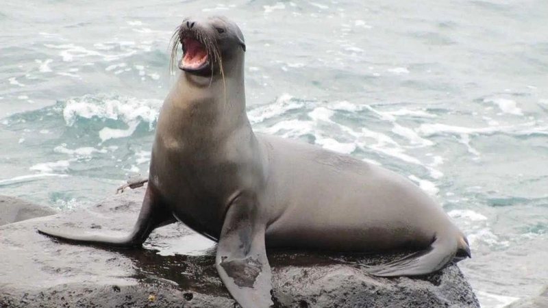 O registro de leões-marinhos (vivos ou mortos) nas praias do litoral sul de SP é bem raro - Site Segredos do Mundo