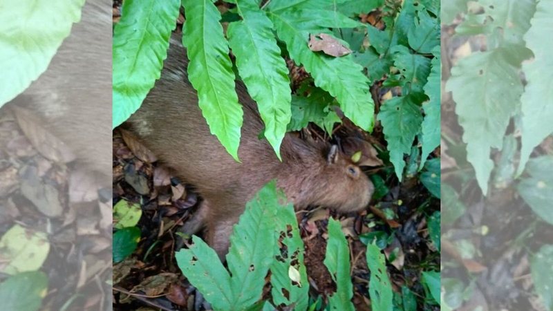 Animal foi encontrado morto na sexta-feira (29) - Divulgação/Parque estadual Xixová-Japuí