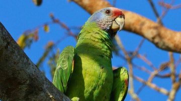 O papagaio-de-cara-roxa (Amazona brasiliensis) pode ser visto em Itanhaém - Rodrigo Ferraz/Prefeitura de Itanhaém