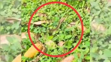 A jararaca foi solta em área de mata no Morro do Icanhema - Reprodução/Instagram GCM Ambiental