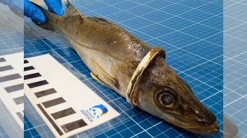 Peixe foi encontrado em Praia Grande - Reprodução/Instituto Biopesca