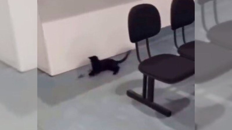 Gato tomou para si a missão de se livrar do "rato do mal" - Reprodução/Instagram