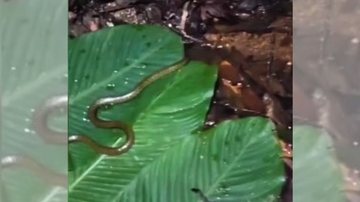 Cobra d'água  é inofensiva para os seres humanos - Reprodução/GCM Ambiental