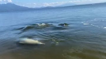 Golfinhos encantam moradores do litoral sul e internautas - Imagem: Reprodução / Cidade Iguape@Facebook