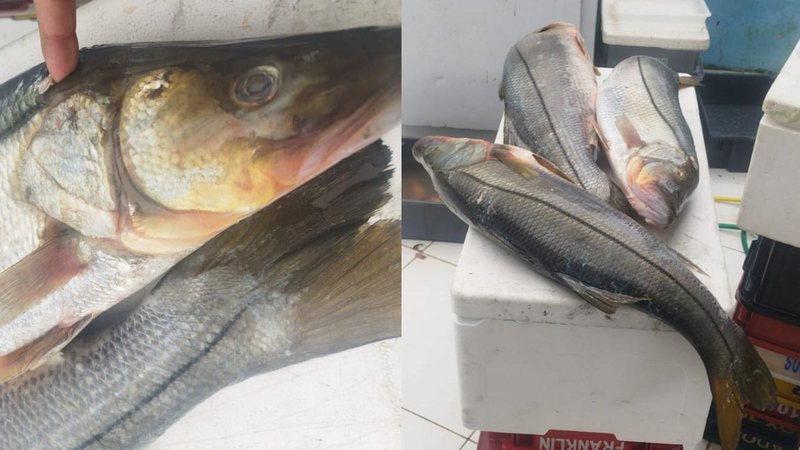 Venda de peixes caçados por meio de arpões ou arbaletes são proibidos por lei - Divulgação PM Ambiental