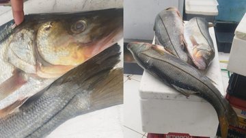 Venda de peixes caçados por meio de arpões ou arbaletes são proibidos por lei - Divulgação PM Ambiental