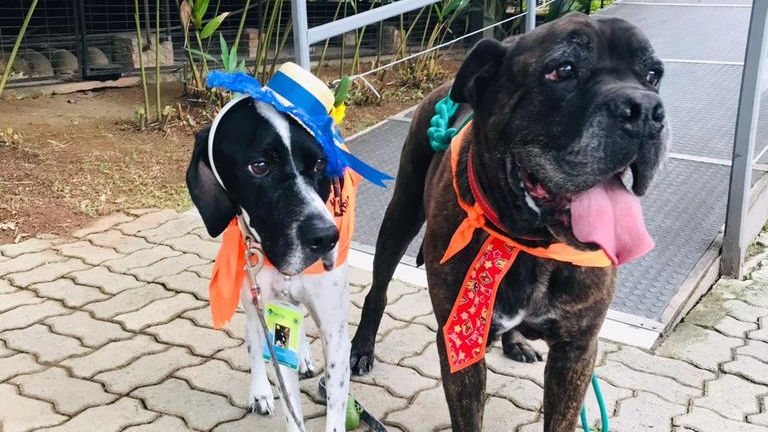 Na foto Duda e Bernardo respectivamente, os cães que deram início ao projeto voluntário - Prefeitura Ilhabela