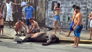 Moradores do bairro Agenor de Campos tentam salvar cavalo - Divulgação/Prefeitura de Mongaguá