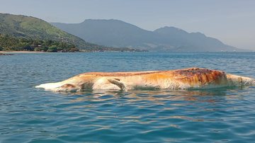 A equipe do instituto já removeu a baleia do local - Instituto Argonauta