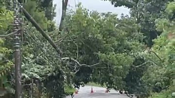 Duas árvores caíram no bairro Água Fria e energia já foi restabelecida - Reprodução / Cubatão Mil Grau