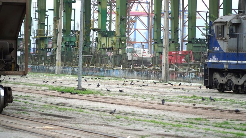 Dejetos das aves podem contaminar mercadorias movimentadas no porto - Divulgação/Autoridade Portuária de Santos