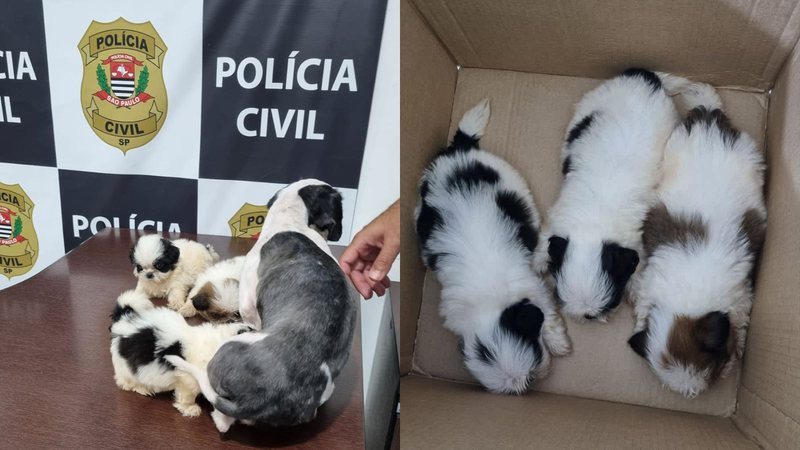 Animais ficaram longe da tutora por cinco dias - Divulgação Polícia Civil