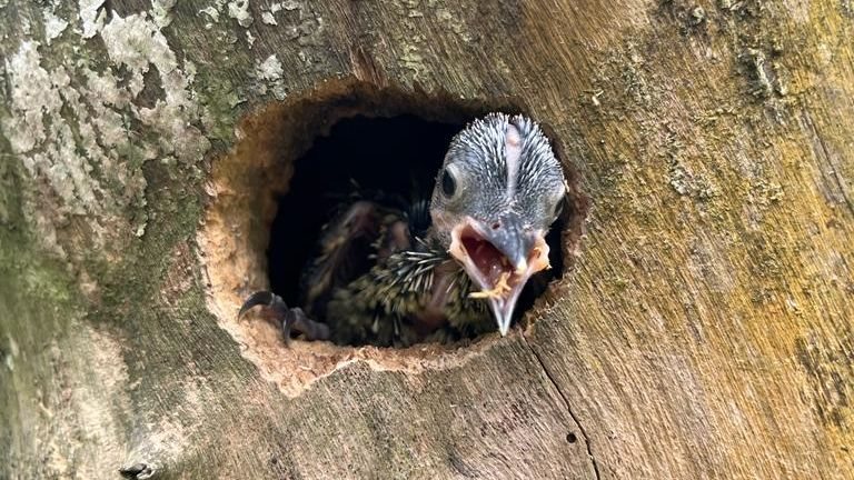 Observadores de aves amadores registraram, desde a abertura do ninho, até o filhote a espera de alimento - Arquivo Pessoal/Valéria Silva