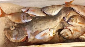 Foram apreendidos sete quilos de peixe da espécie pargo e um exemplar de cherne poveiro - Polícia Ambiental