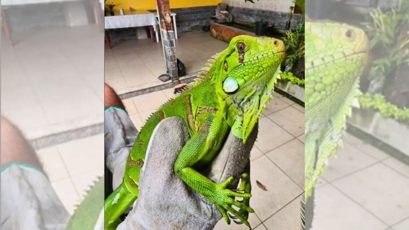 Iguana viu piscina "dando sopa" e não pensou duas vezes - Reprodução/Instagram GCM Ambiental de Guarujá