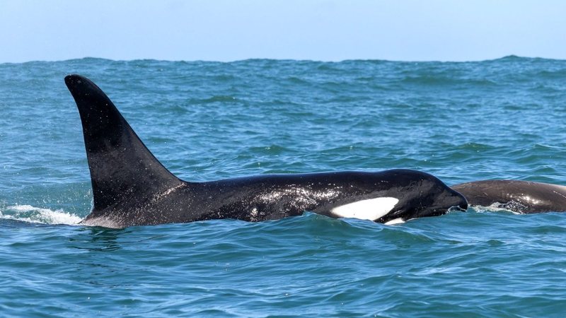 Presença das orcas em Ilhabela foi documentada por equipes - Frank Santos/Maremar Turismo