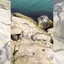 Vídeo que mostra \u0027ilha da Queimada Grande\u0027, no litoral de SP, repleta de cobras é fake