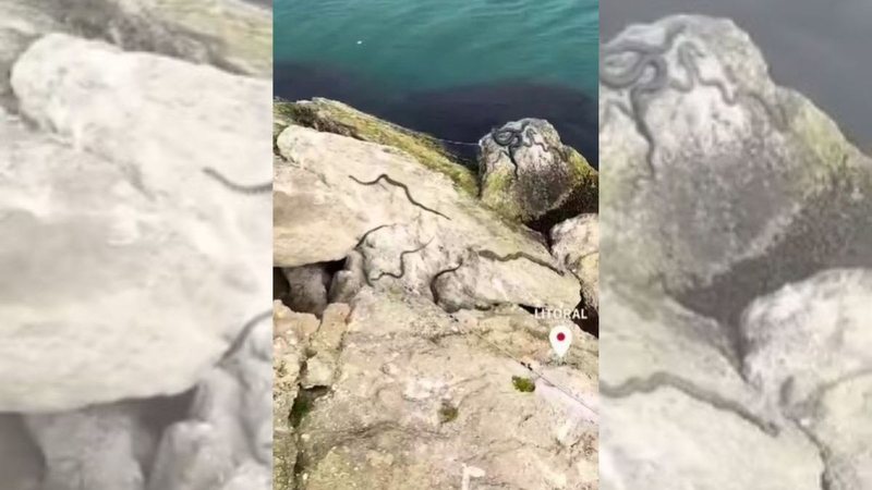 Vídeo que mostra \u0027ilha da Queimada Grande\u0027, no litoral de SP, repleta de cobras é fake